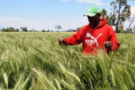 Contundentes resultados en trigo con Agricultura Sustentable en Penjamillo